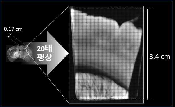 쥐 뇌의 작은 조각(세로 길이 0.17cm)을 20배 팽창시킨 모습