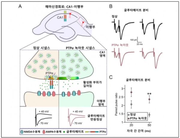 PTPσ 조건부 녹아웃 마우스 해마 신경회로 내 흥분성 시냅스 숫자와 신경전달물질 방출 변화 분석: PTPσ 단백질을 삭제시킨 형질전환마우스의 해마 영역내 특정 신경회로에서 흥분성 시냅스 숫자와 신경전달물질 (글루타메이트) 분비가 저해됨을 분석함