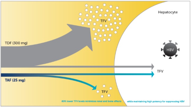 베믈리디는 25mg만 사용해도 비리어드 300mg과 맞먹는 효과를 나타낸다.