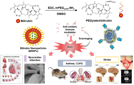 페길화 빌리루빈 나노입자 및 다양한 난치성 염증질환들에 치료제로서의 응용