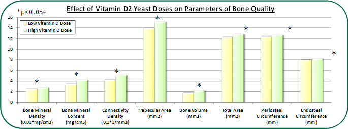 그림7. 비타민D 효모를 7주간 섭취한 쥐의 뼈의 상태 변화