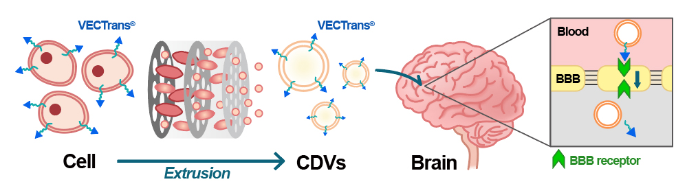 VECTrans-CDV 기반의 전신 투여 약물전달체 기술 개념도