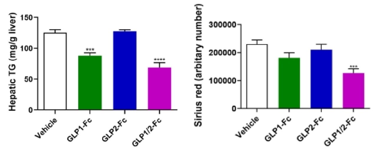 GLP-1/2 호르몬 이중 표적 단백질(보라색)을 맞은 마우스에서 간 중성지방(왼쪽)∙섬유화(오른쪽) 수치가 가장 낮게 나타났다.