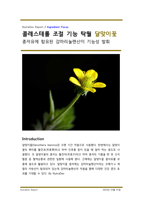 기능성 허브탐구_콜레스테롤 조절 기능 탁월 달맞이꽃