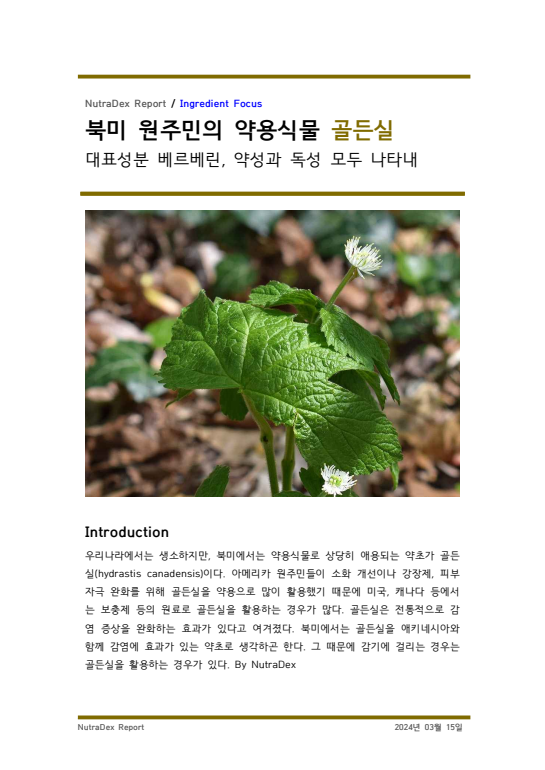 기능성 허브탐구_북미 원주민의 약용식물 골든실