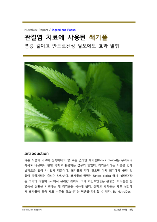 기능성 허브탐구_관절염 치료에 사용된 쐐기풀