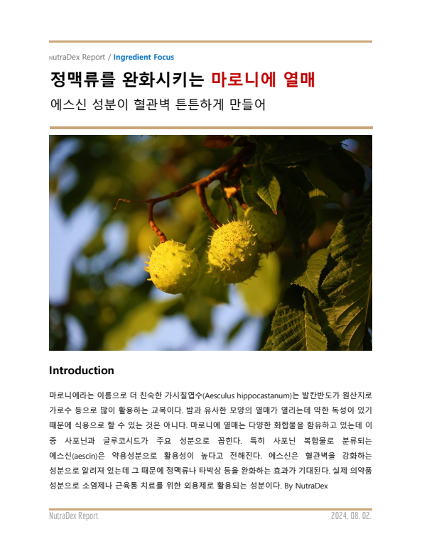 기능성 허브탐구_정맥류를 완화시키는 마로니에 열매