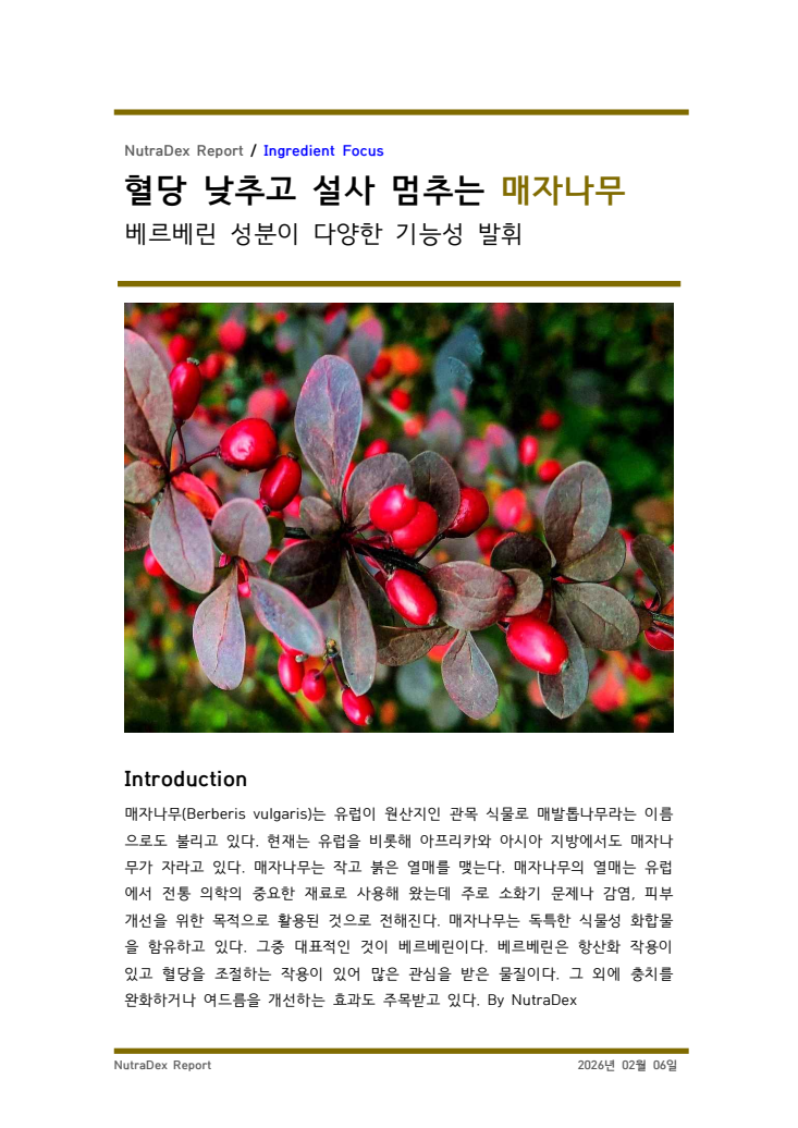 기능성 허브탐구_혈당 낮추고 설사 멈추는 매자나무