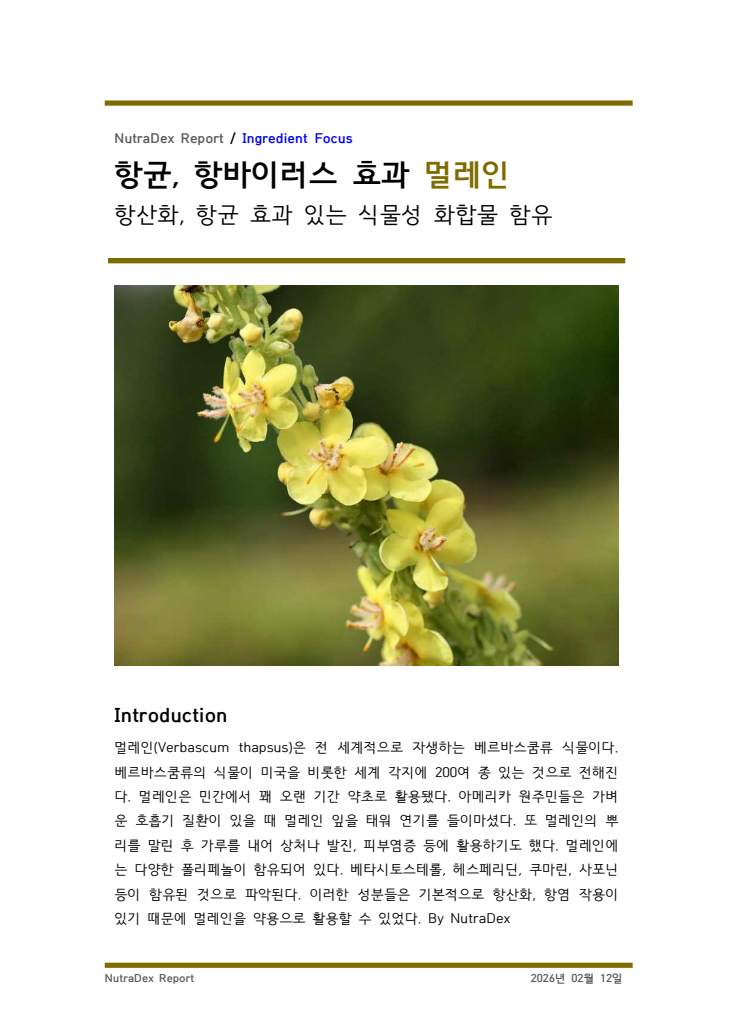 기능성 허브탐구_항균, 항바이러스 효과 멀레인