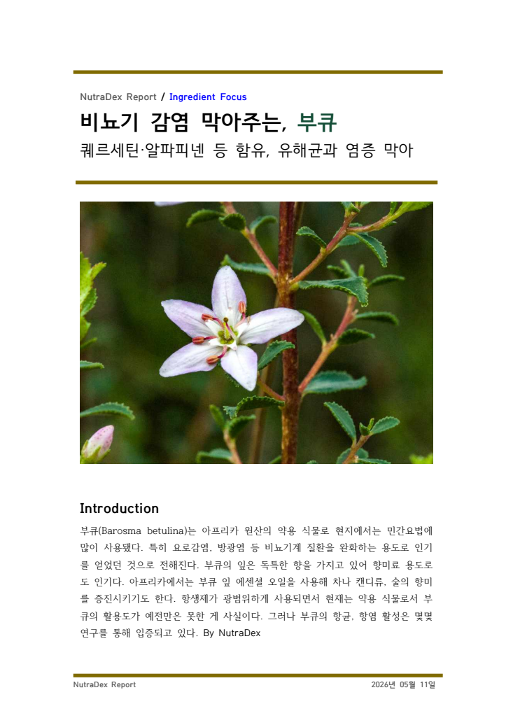 기능성 허브탐구_비뇨기 감염 막아주는, 부큐