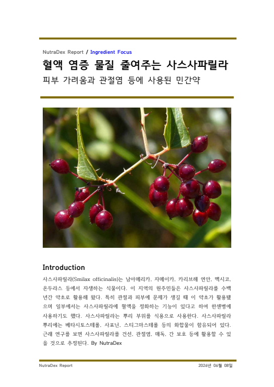 기능성 허브탐구_혈액 염증 물질 줄여주는 사스사파릴라