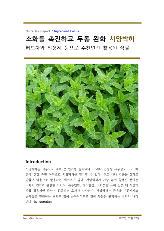 기능성 허브 탐구_소화를 촉진하고 두통 완화 서양박하