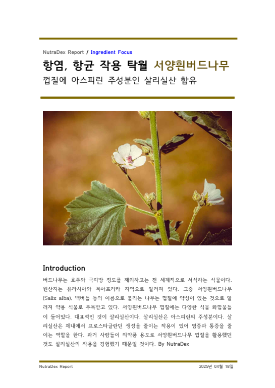 기능성 허브 탐구_항염, 항균 작용 탁월 서양흰버드나무